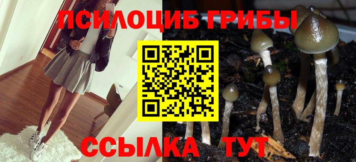 Старый Оскол  Галлюциногенные грибы Psilocybe  Вход с VPN 